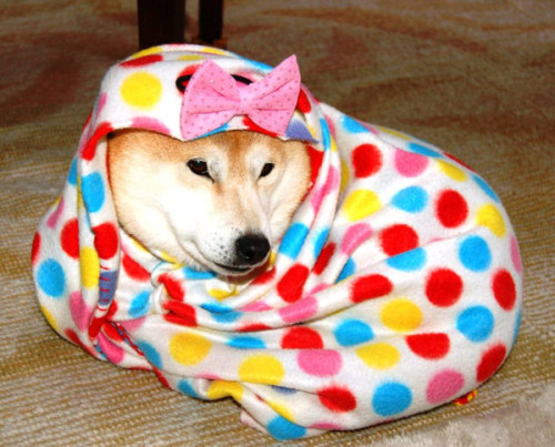 tumblr_mdp6r2pjx61rv0o6uo1_500