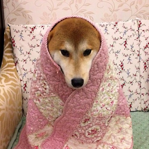 tumblr_meuuzuf9qd1qzp909o1_500