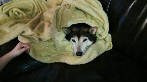 tumblr_mhgi83ym2s1rv0o6uo1_500