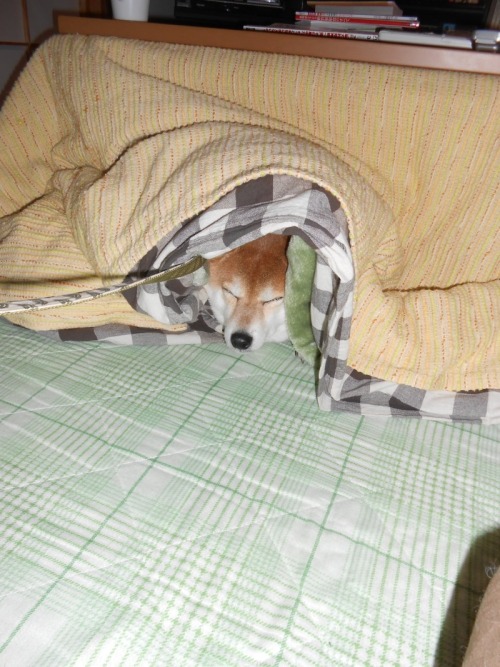 tumblr_migeq3pwf91qzp909o1_500