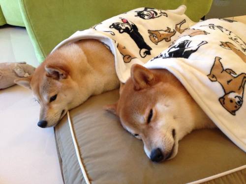 tumblr_nfcov5mwa21tfx3xho2_500