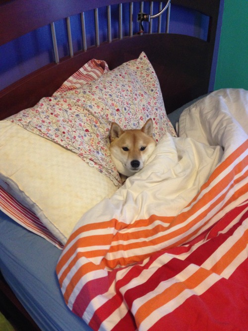 tumblr_ni87d6oilz1rv0o6uo1_500