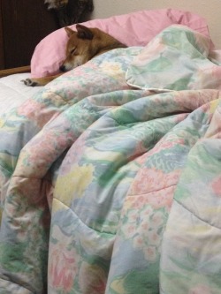 tumblr_no47y9yqzf1s11f6ko2_250