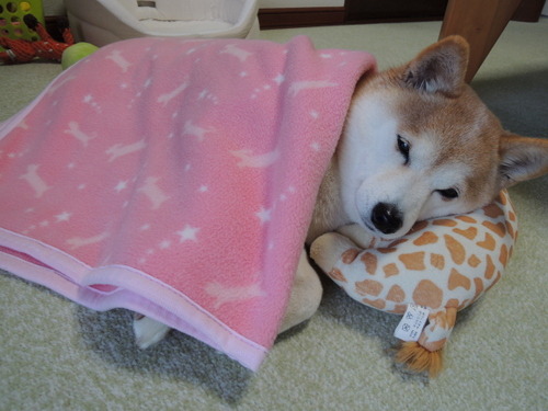 tumblr_novdrsu7l21qb1xf7o1_500