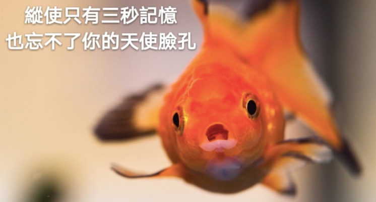 金魚：「總使只有三秒記憶，也忘不了你的天使臉孔」！讓人小鹿亂撞的「撩妹系列梗圖」 