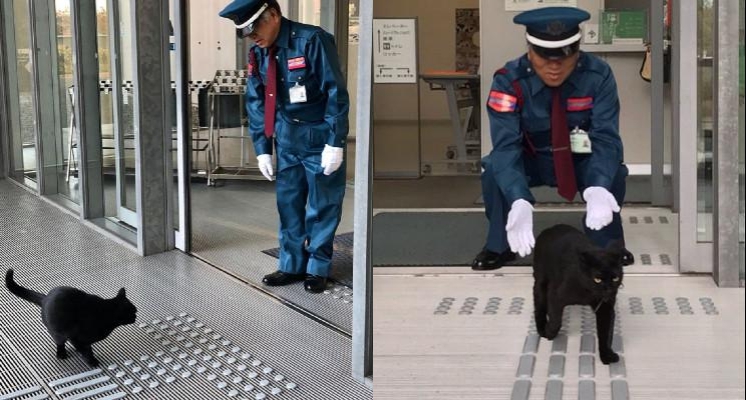 兩隻貓咪總想闖入日本美術館「參觀」網路爆紅　日復一日被門口警衛伯伯給攔下來！