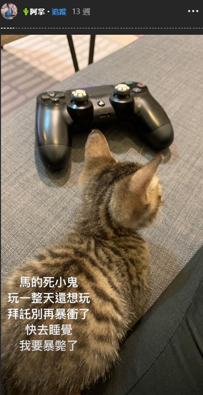 米砂虐貓？網嗆「給你養真的很可悲」…本人傻眼公開「養貓真相」：你不懂情趣啦