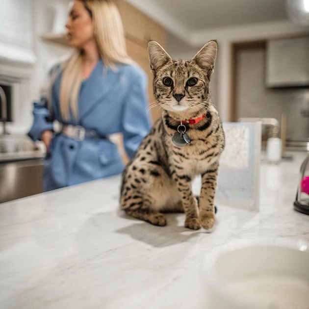 小賈斯汀砸「108萬買特種貓」不到一個月就走丟!被發現模樣曝光:又冷又瘦