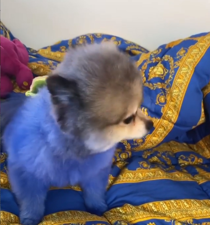 曾養死過寵物！性感女星又把狗狗染成「藍色粉色」　網洗版怒標動保團體