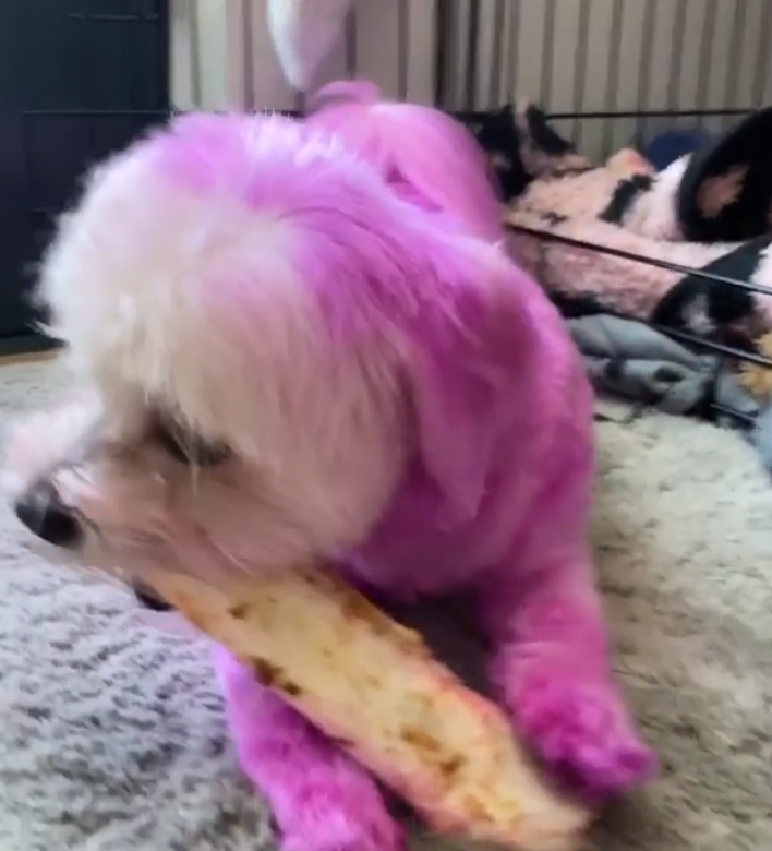 曾養死過寵物！性感女星又把狗狗染成「藍色粉色」　網洗版怒標動保團體