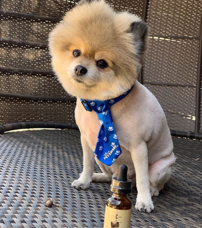 曾養死過寵物！性感女星又把狗狗染成「藍色粉色」　網洗版怒標動保團體