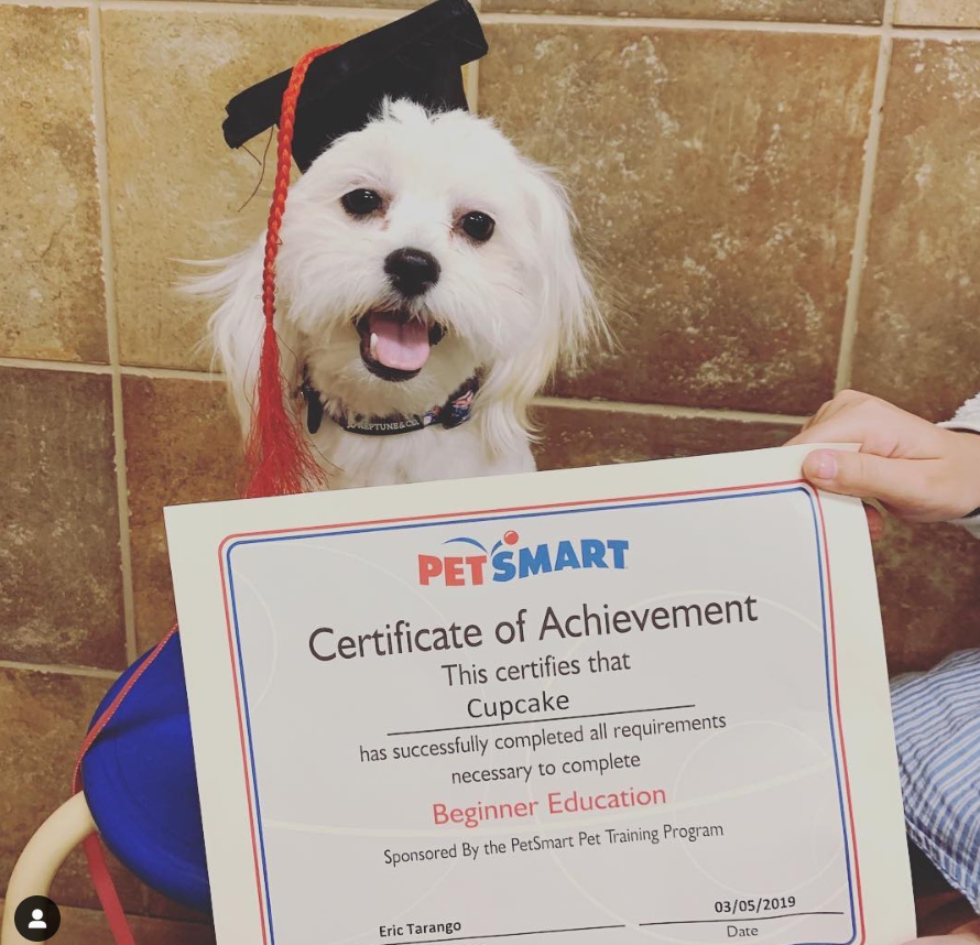 曾養死過寵物！性感女星又把狗狗染成「藍色粉色」　網洗版怒標動保團體