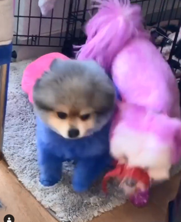 曾養死過寵物！性感女星又把狗狗染成「藍色粉色」　網洗版怒標動保團體