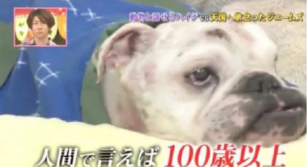 《狗狗猩猩大冒險》小龐「因意外提前退休」!詹姆士「臨終願望」曝光