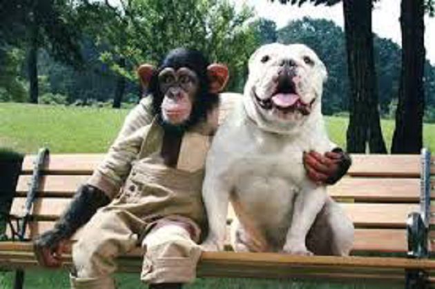 《狗狗猩猩大冒險》小龐「因意外提前退休」!詹姆士「臨終願望」曝光