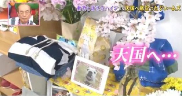 《狗狗猩猩大冒險》小龐「因意外提前退休」!詹姆士「臨終願望」曝光