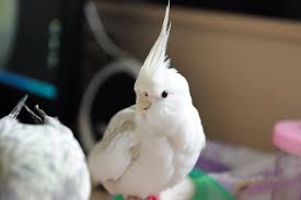 誇張！8點檔狗血劇情「連籠重摔真鳥」惹議！ 網撻伐：玄鳳鸚鵡受驚恐致死