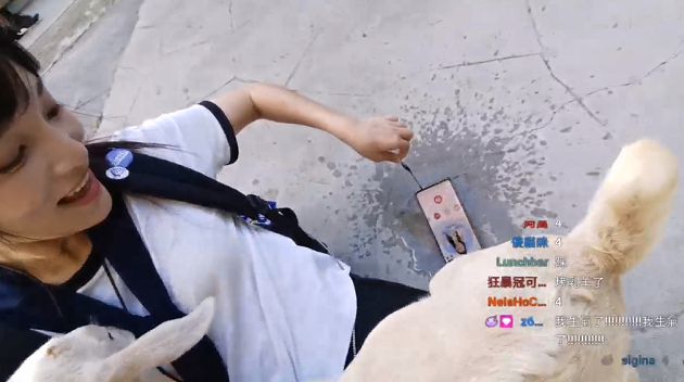 遭動物狂蹭上身！實況主驚遇「放送事故」崩潰　網：充滿騷味