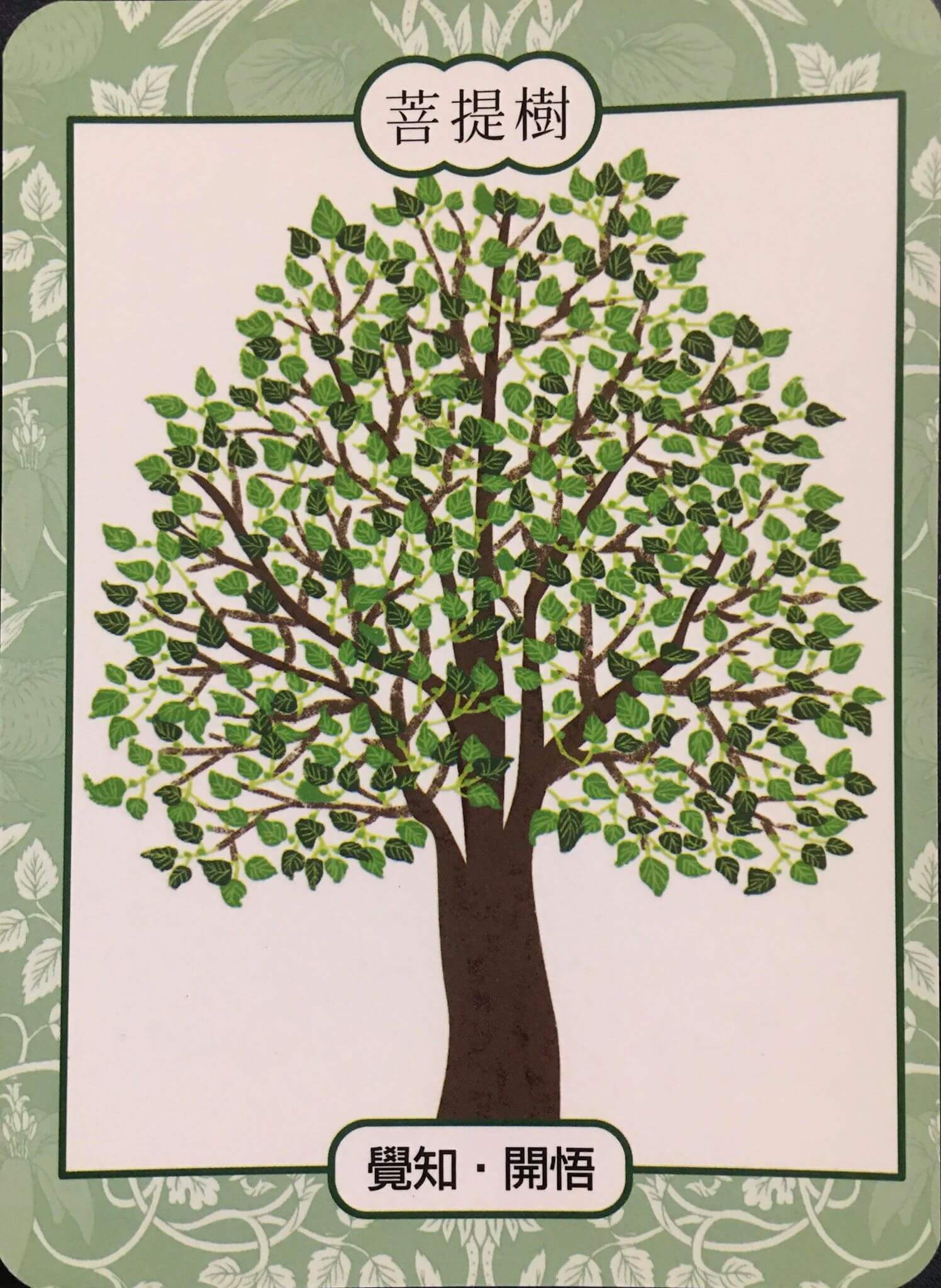 每週占卜 / 直覺選一棵樹 測如何「面對未知的恐懼與壓力」?