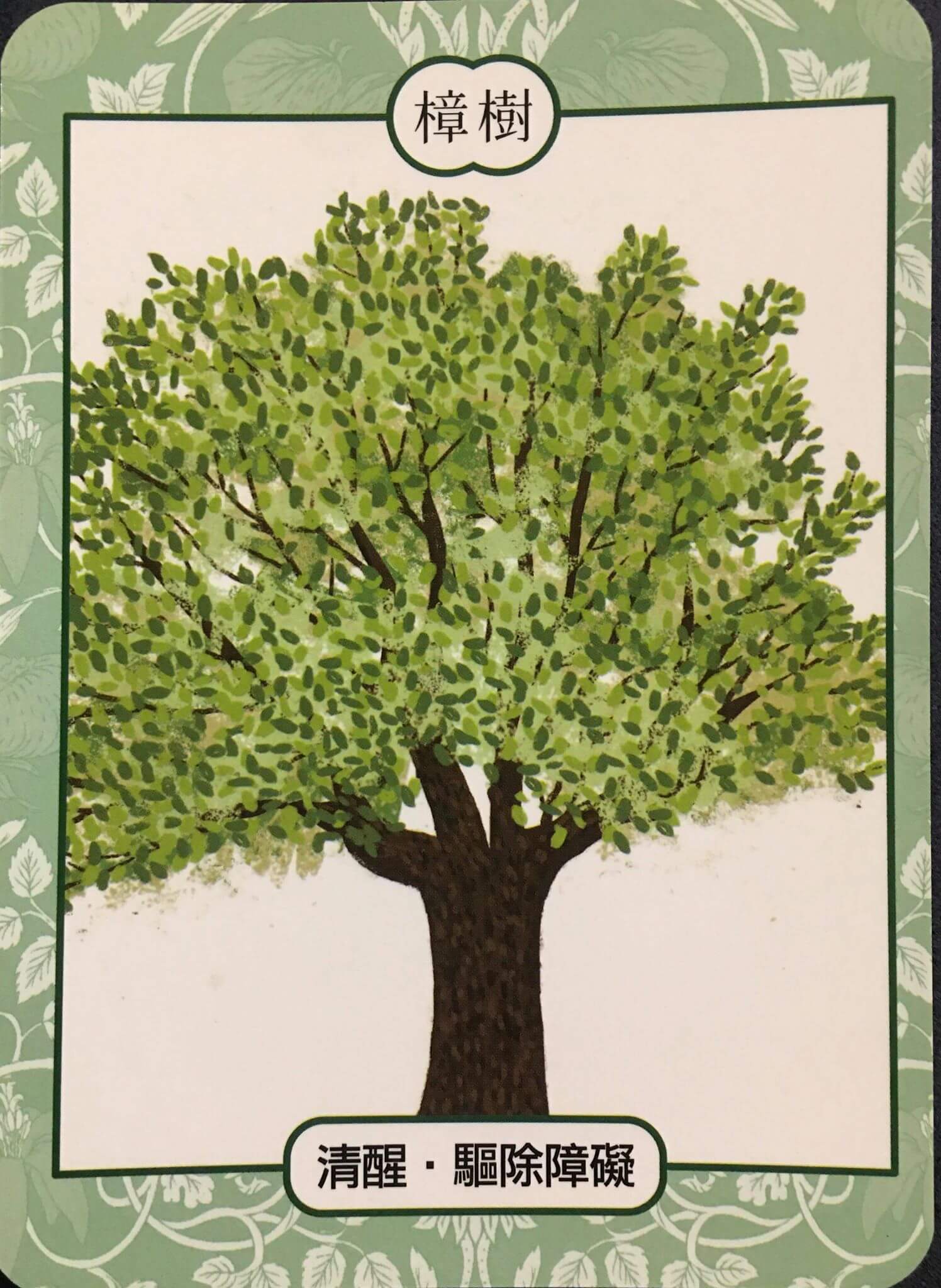 每週占卜 / 直覺選一棵樹 測如何「面對未知的恐懼與壓力」?