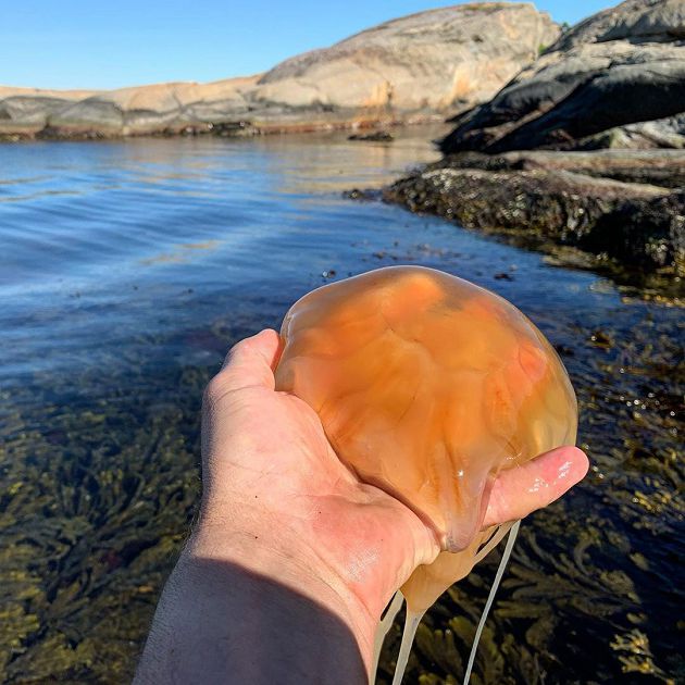 想紅想瘋了?挪威第一狂人「水母套頭」:一點感覺都沒有~