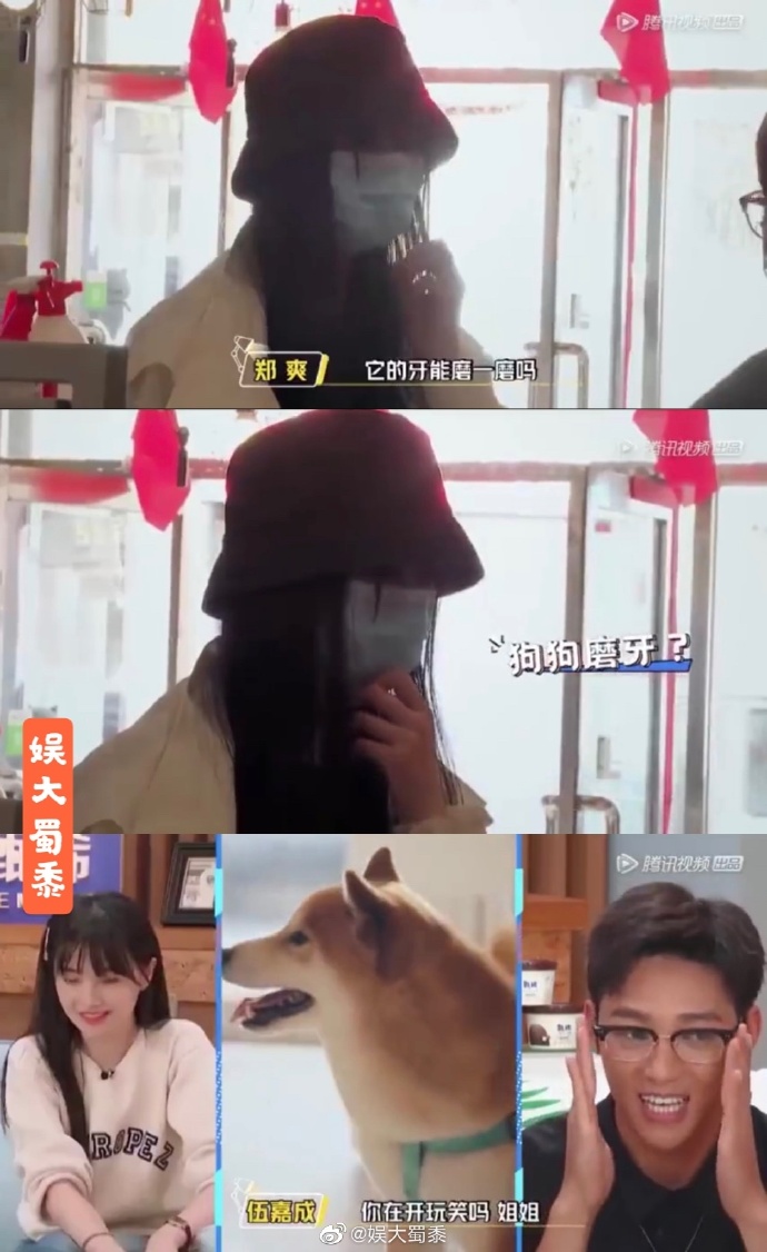 沒常識？鄭爽詢問「想把愛犬牙齒磨一磨」　網氣炸：狗做錯什麼？