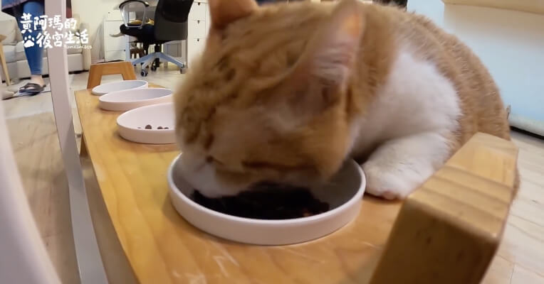 「黃阿瑪」三腳牙齒全拔!網質疑能否吃飼料 奴才解釋:牠不喜歡罐頭