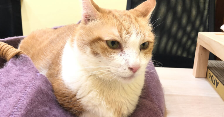 「黃阿瑪」三腳牙齒全拔!網質疑能否吃飼料 奴才解釋:牠不喜歡罐頭