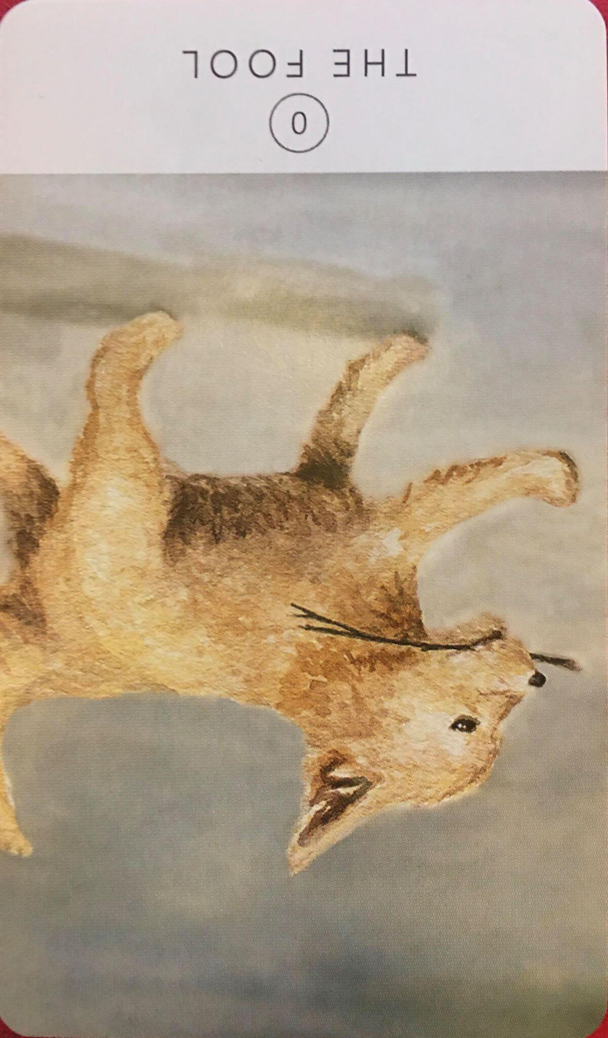 每週占卜／單身狗退散！抽一張牌　測「今年暑假會脫單嗎」？