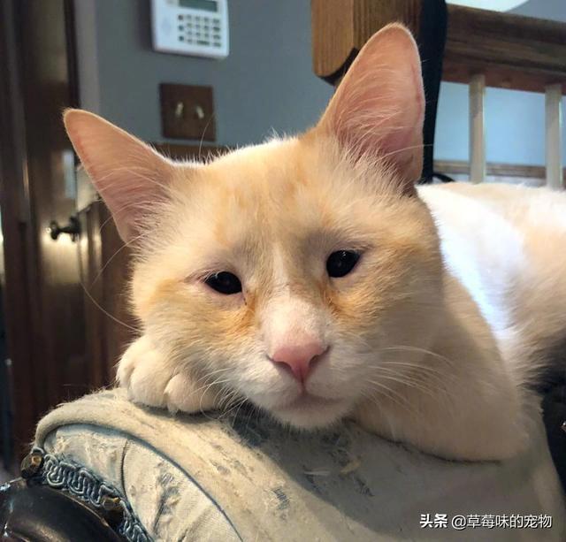 神撞臉！單眼皮橘貓「小眼睛100%複製」　網笑歪：是你嗎榮浩？