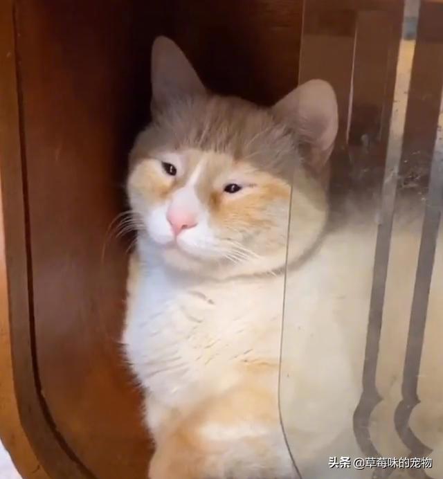 神撞臉！單眼皮橘貓「小眼睛100%複製」　網笑歪：是你嗎榮浩？