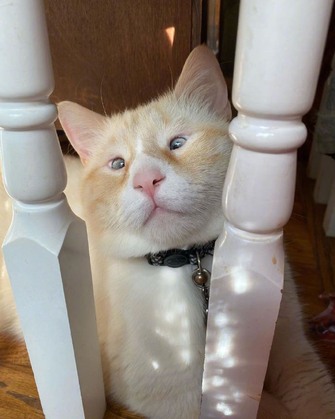 神撞臉！單眼皮橘貓「小眼睛100%複製」　網笑歪：是你嗎榮浩？