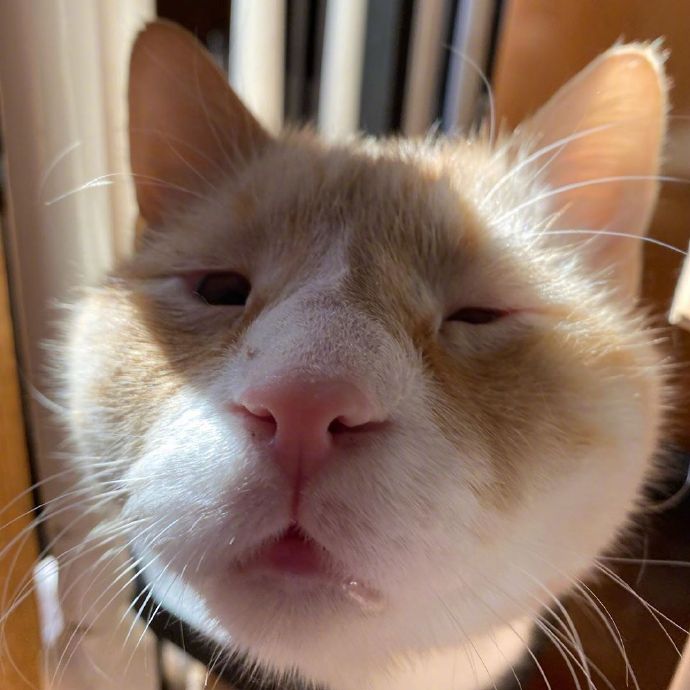 神撞臉！單眼皮橘貓「小眼睛100%複製」　網笑歪：是你嗎榮浩？